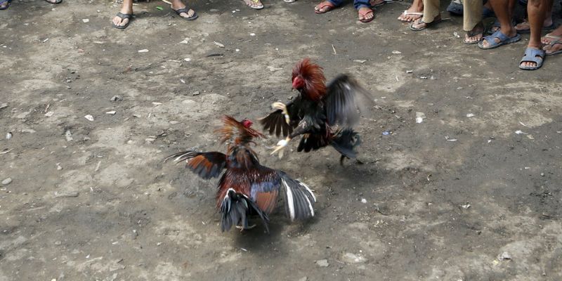 Sơ lược chung về đá gà Thomo Campuchia