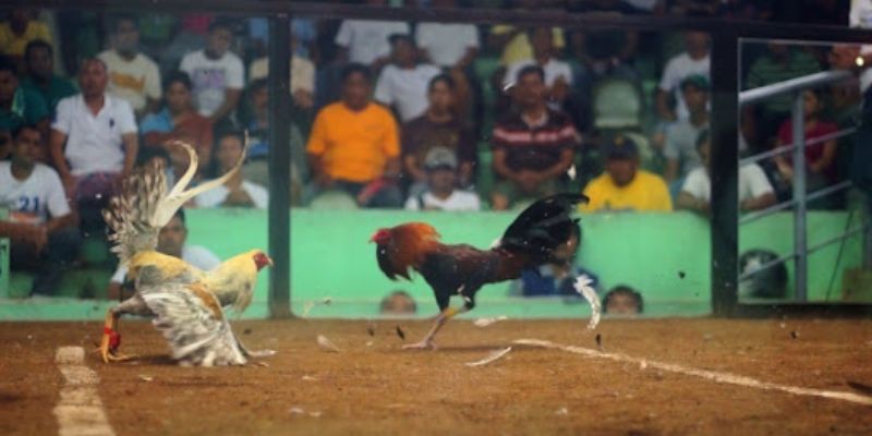 Bỏ túi mẹo chơi đá gà cựa dao thắng lớn