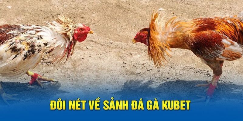 Những điểm chính về bộ môn đá gà cựa sắt